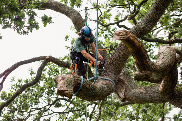 Mulching Services in Dutch Island, GA